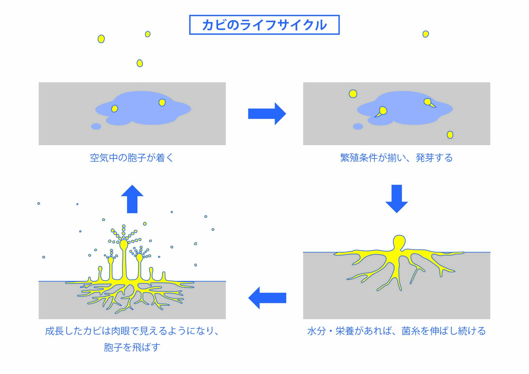 お風呂のカビは予防が重要！カビ予防策を徹底解説 – ビッグバイオ